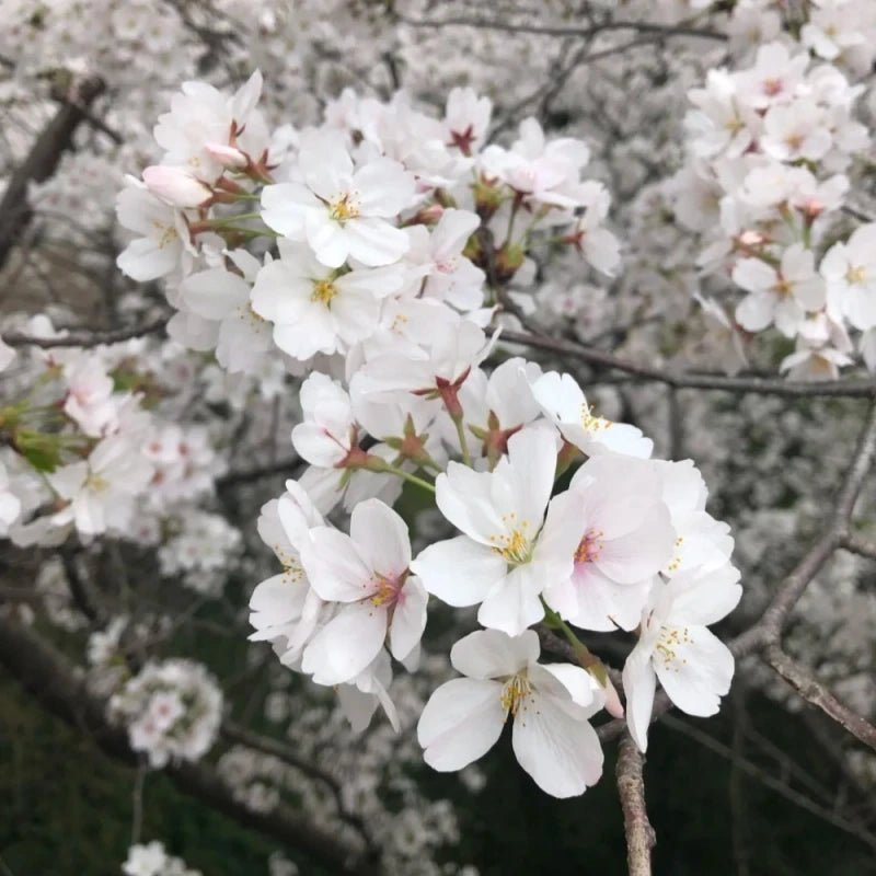 Yoshino Flowering Cherry Seeds - Verdseeds